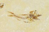 Two Cretaceous Fossil Fish (Armigatus) - Lebanon #110847-3